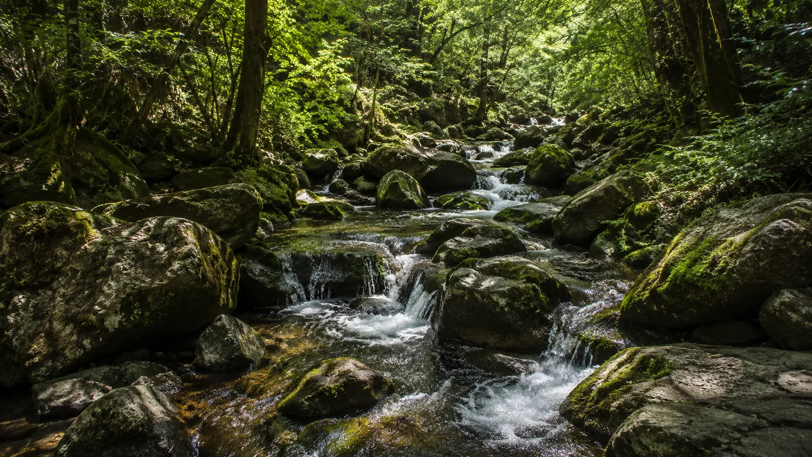 Escena ilustrativa: pequeñas cascadas bajando por un arroyo bordeado de rocas bajo copa densa de árboles, luz suave filtrándose entre las hojas