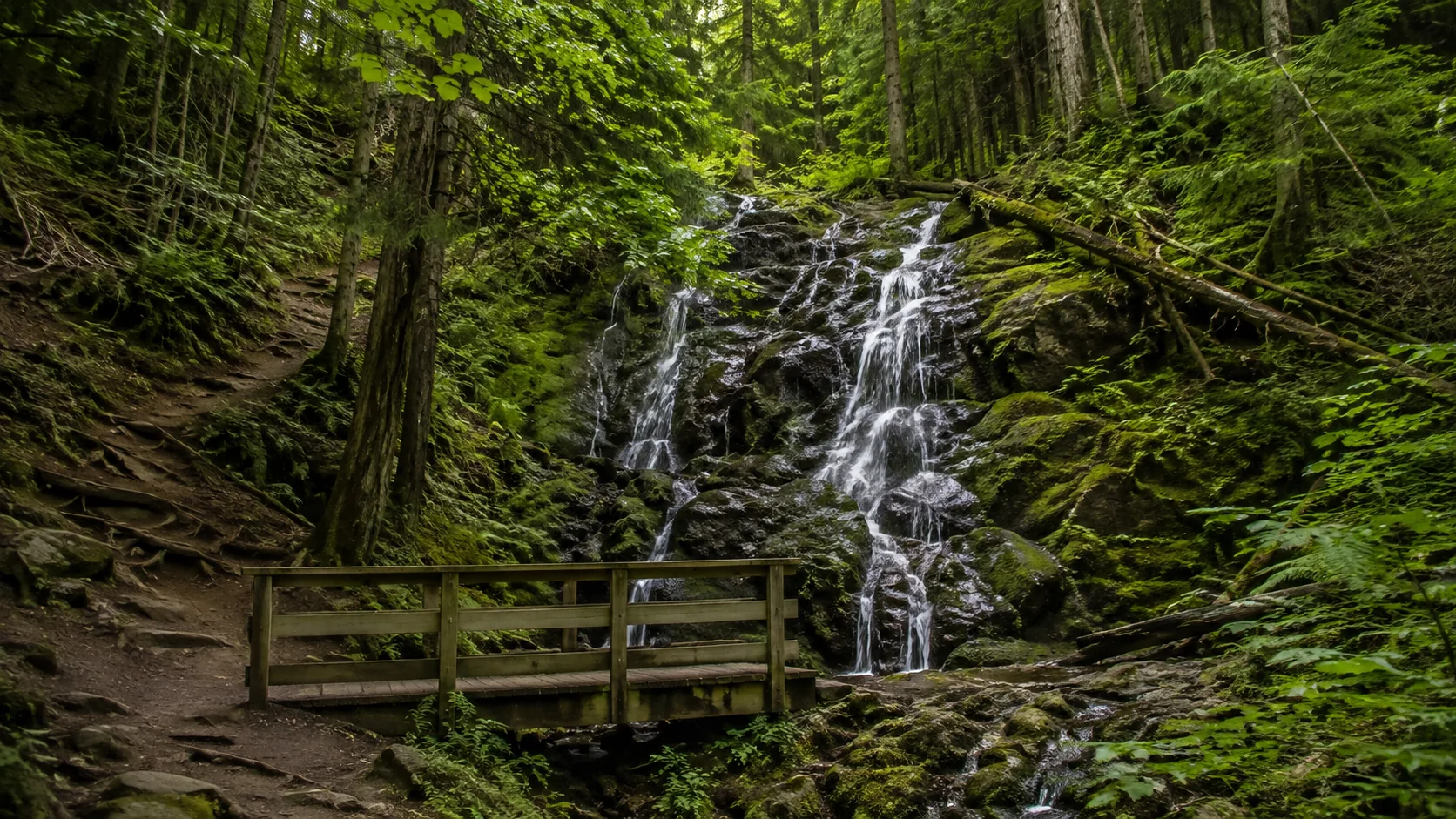 Uma pequena cachoeira musgosa descendo em cascata por pedras escuras em densa floresta secundária verde, trilha de terra com passarela de madeira em primeiro plano