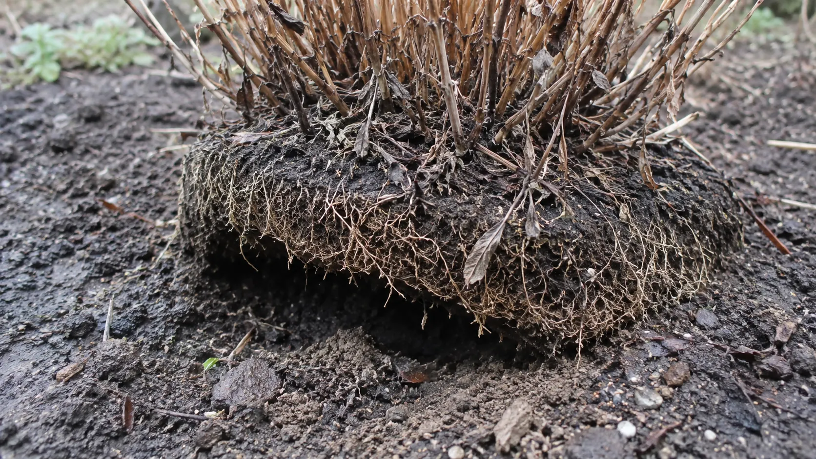 Un crisantemo de jardín levantado parcialmente fuera de la tierra, con el pan de raíces superficiales por encima del nivel del suelo circundante