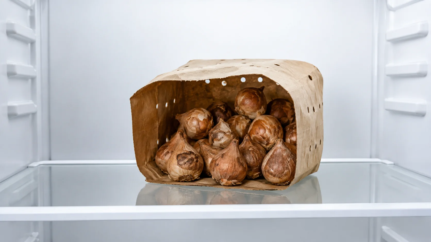 Um saco de papel aberto e ventilado com bulbos secos de tulipa em uma prateleira limpa e vazia de geladeira sob luz fria, imagem ilustrativa